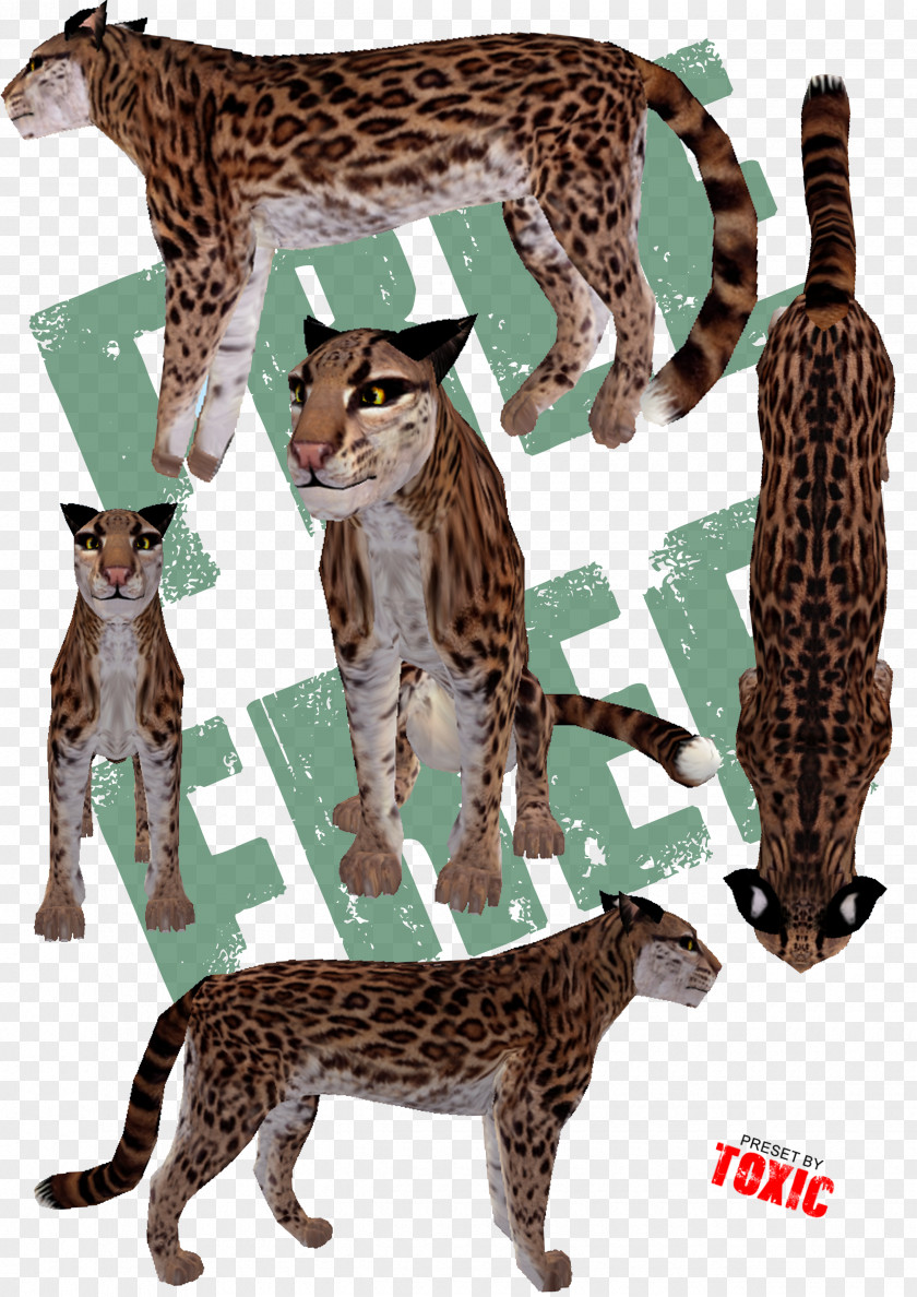 Cat Big Ocelot Cheetah Terrestrial Animal PNG