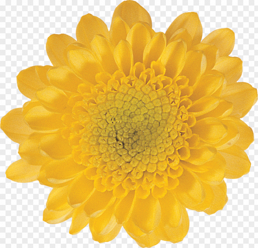 Flower Kvitu.in.ua Artificial Yellow Color PNG