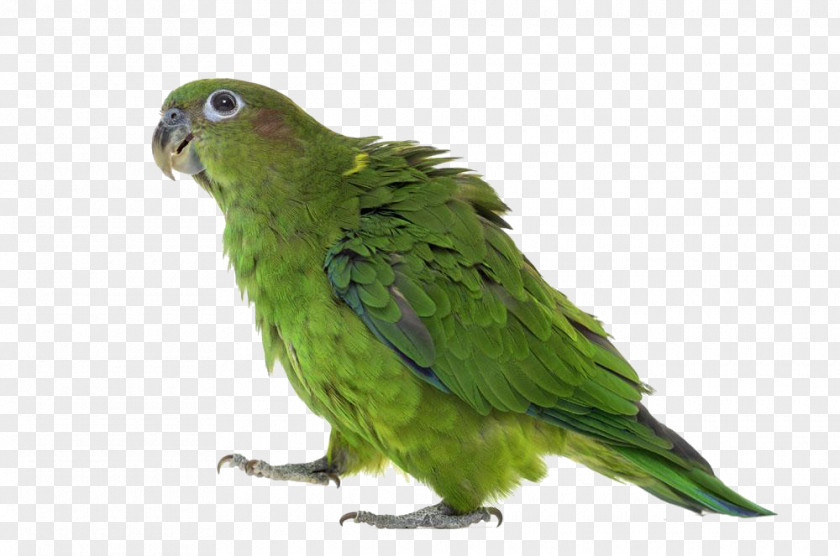 Green Walking Parrot Budgerigar Lovebird True Yellow-headed Amazon PNG