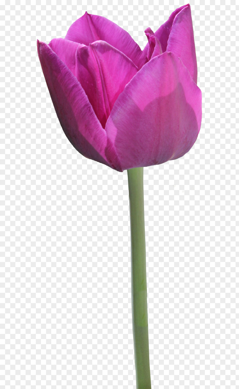 Purple Tulip Garden Roses PNG