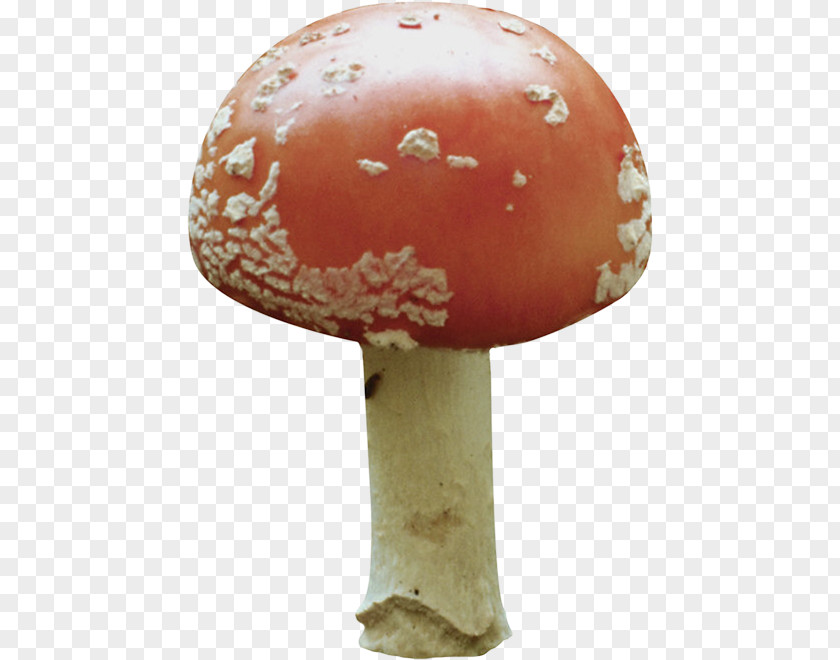 Abalone Mushrooms Agaricus Fungus PNG