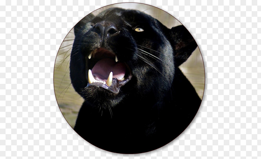 Black Panther 4K Resolution Desktop Wallpaper High-definition Television Image PNG