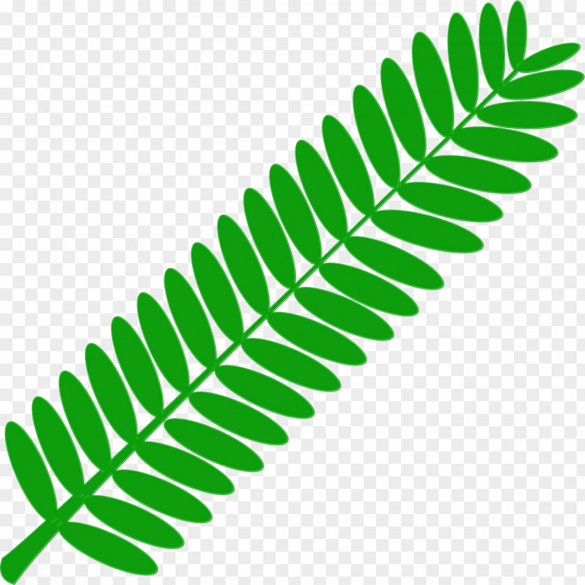 Caulerpa Fern PNG