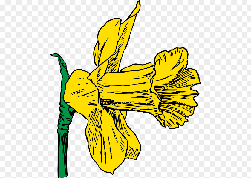 Drawings Of Daffodils Daffodil Clip Art PNG