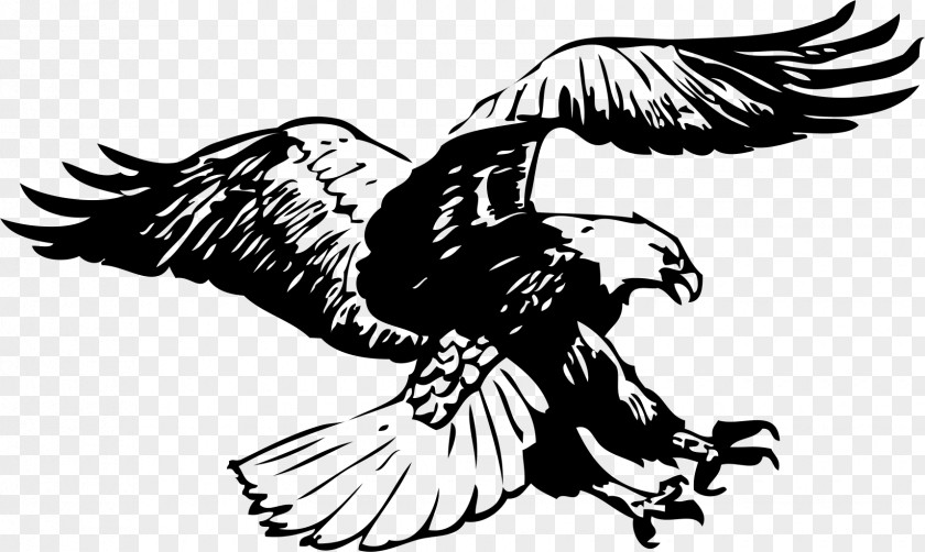 Eagle Bald Black-and-white Hawk-eagle Black And White Clip Art PNG