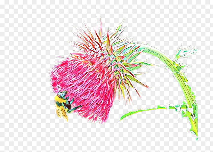 Grevillea Plant Pink Flower Cartoon PNG