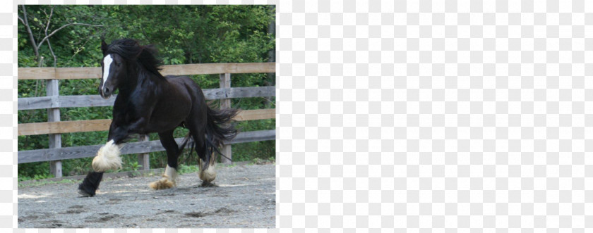Gypsy Horse Stallion Mustang Mare Pack Animal Freikörperkultur PNG