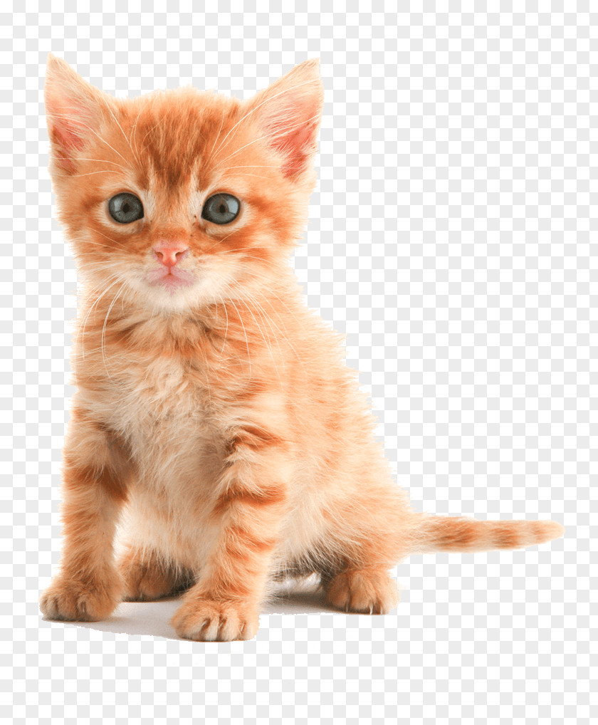 Kitten Tabby Cat Puppy Dog PNG