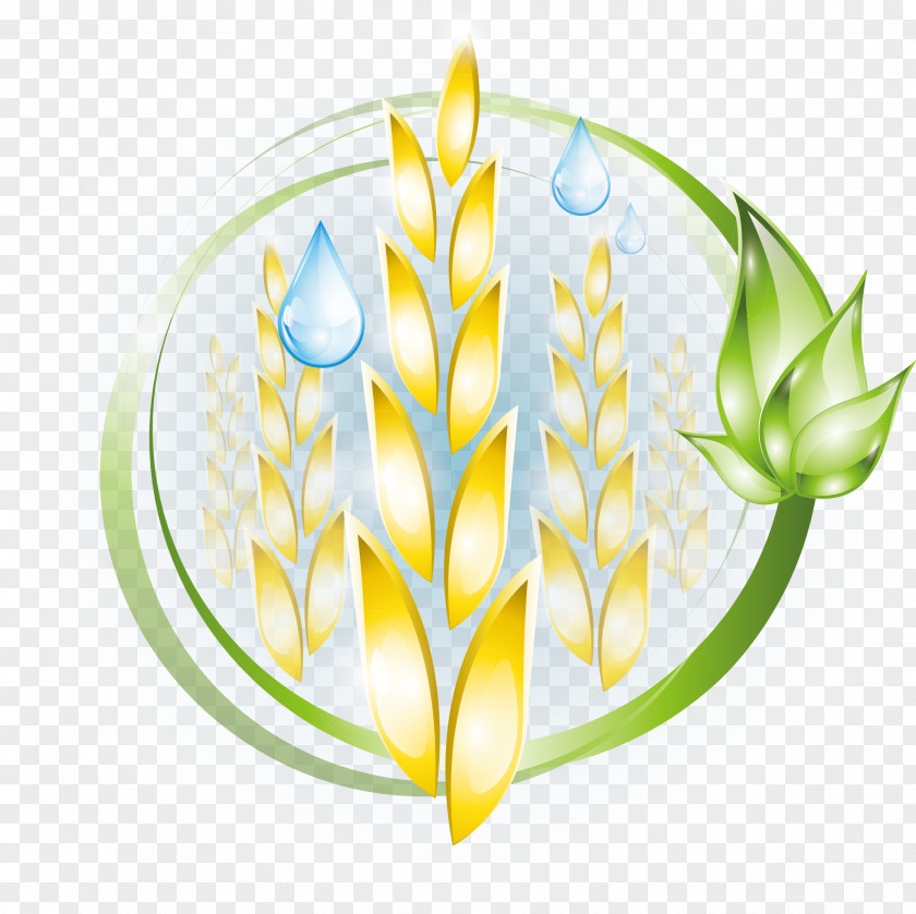 Vector Wheat Drawing Photography Illustration PNG