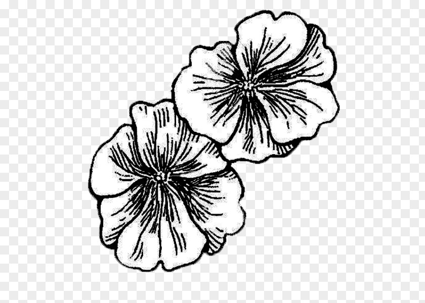 Design Pansy Drawing Mallows PNG
