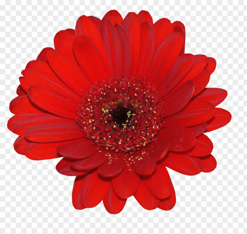 Flower Transvaal Daisy Clip Art PNG