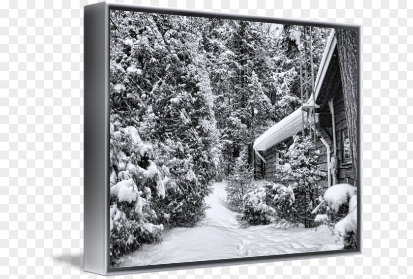 Forset Cabin Tree Picture Frames Snow White Dagens Nyheter PNG