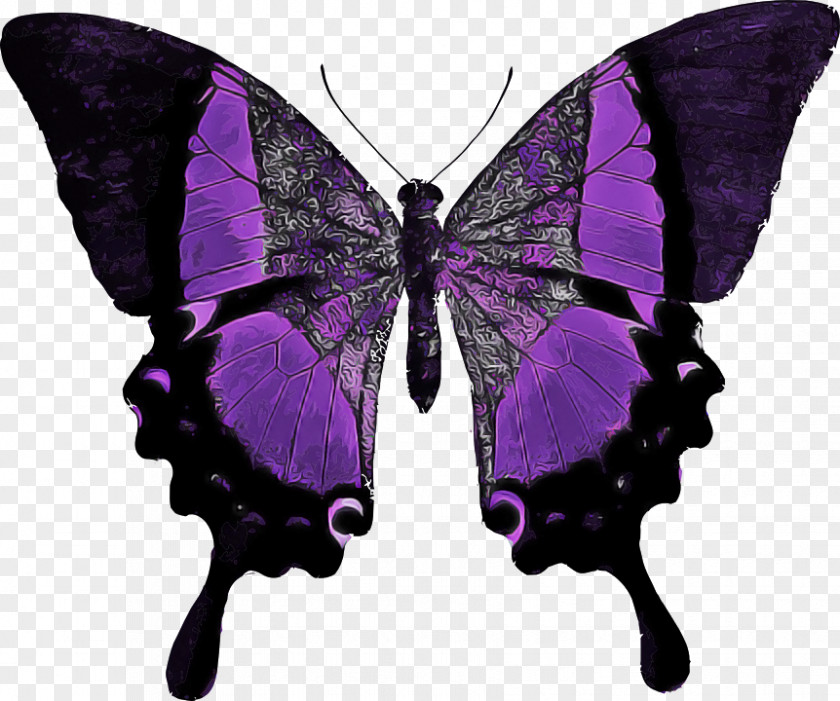 Moths And Butterflies Butterfly Insect Purple Pollinator PNG