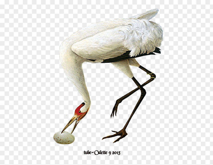 Whooping Crane Bird White Stork Psp Tubes Diary Lady With Swan PNG