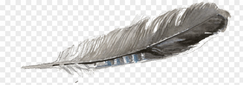Feather Quill PNG