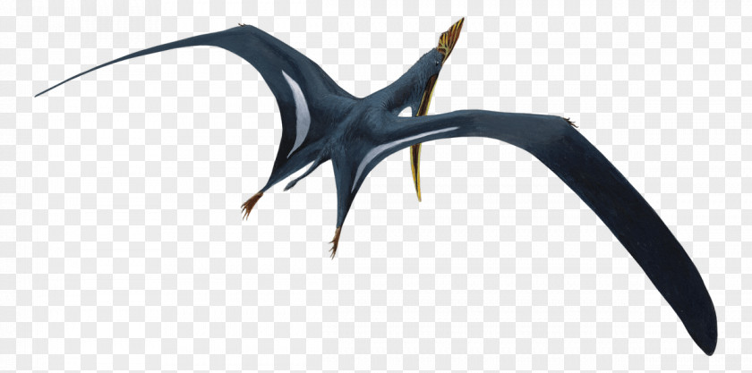 Pterosaur Toys Sinopterus Dawndraco Tethydraco Geosternbergia Jiufotang Formation PNG