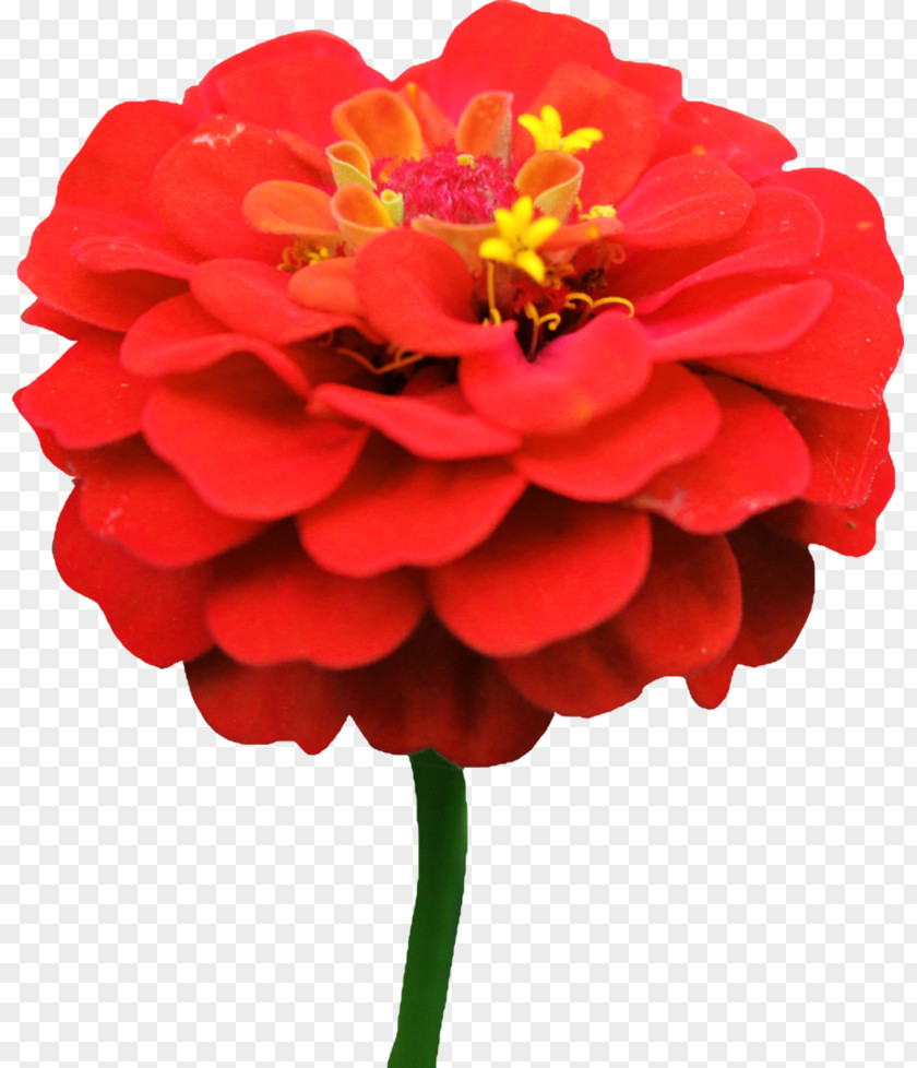 Red Flower Zinnia Elegans Daisy Lane Seed PNG