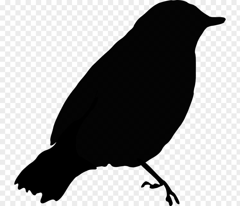 Vogelschwarz Common Blackbird Clip Art PNG