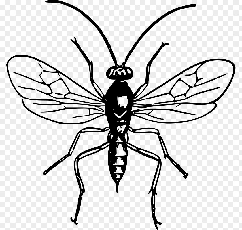 Wasp Hornet Line Art Black And White Clip PNG
