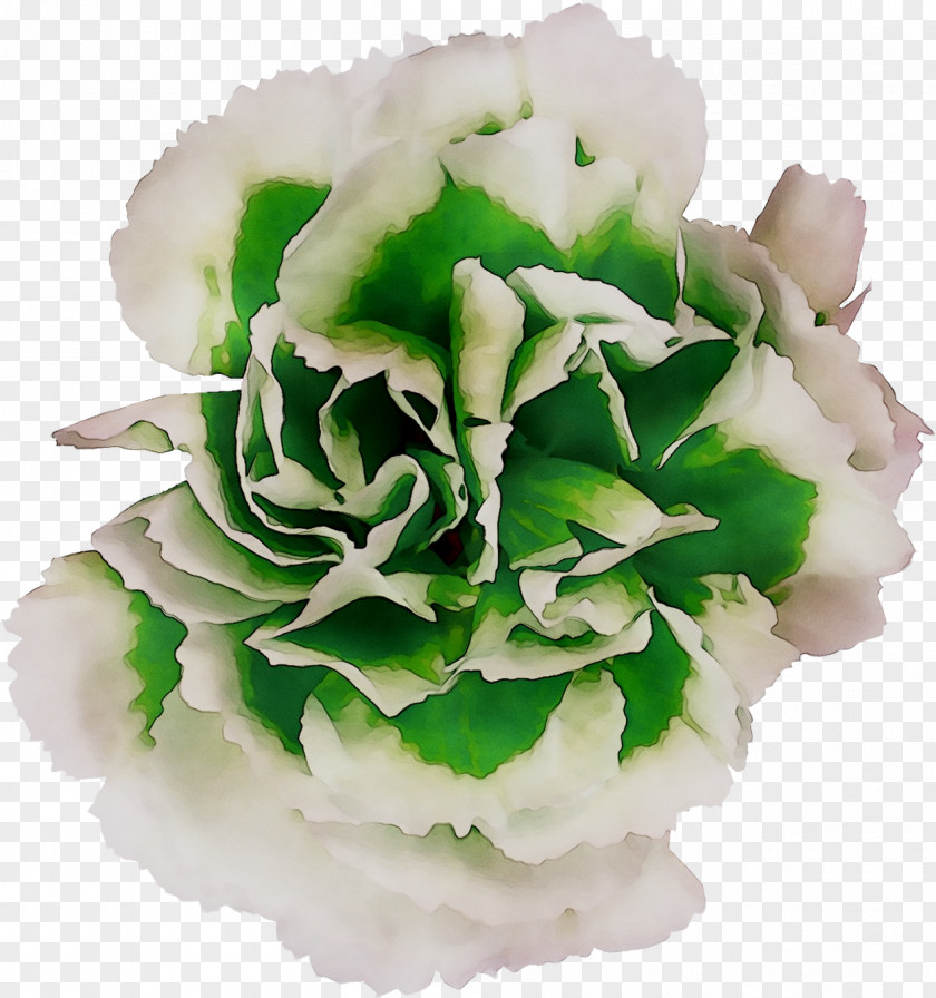 Cut Flowers Rose Family M Invest D.o.o. PNG