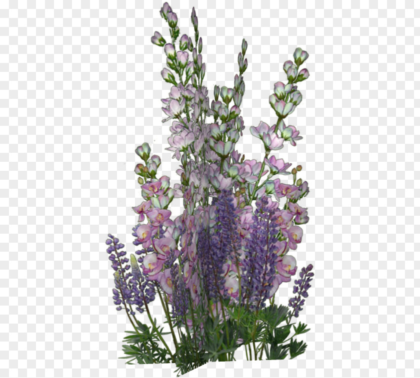 Flowers Bunch English Lavender Borders And Frames Flower Violet PNG