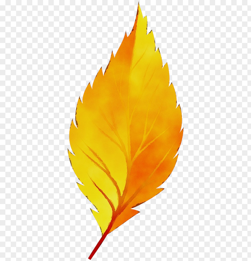 Perennial Plant Feather Autumn Leaf Drawing PNG