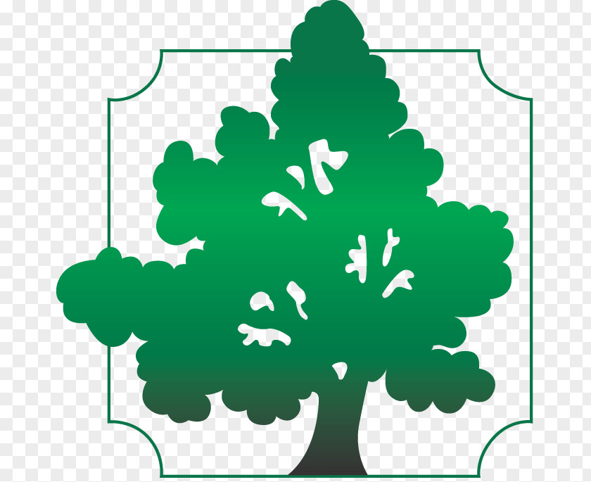 Baptists Southern Baptist Convention Tree .org Clip Art PNG