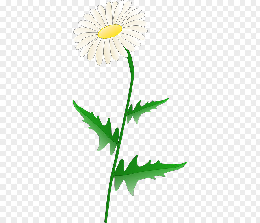 Common Daisy Clip Art Openclipart Free Content PNG