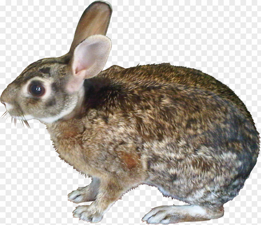 Fille Hare Domestic Rabbit European PNG