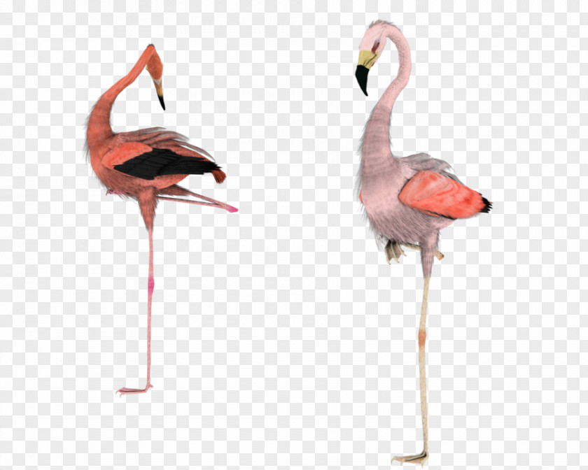 Flamingos Greater Flamingo Water Bird PNG