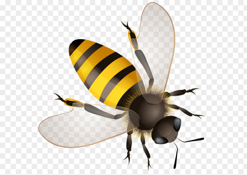 Bee Worker Hornet Bumblebee Africanized PNG