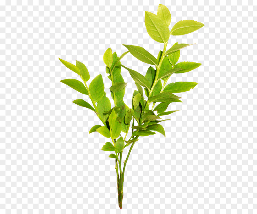 Bunch Of Green Tea Leaf Branch Computer File PNG