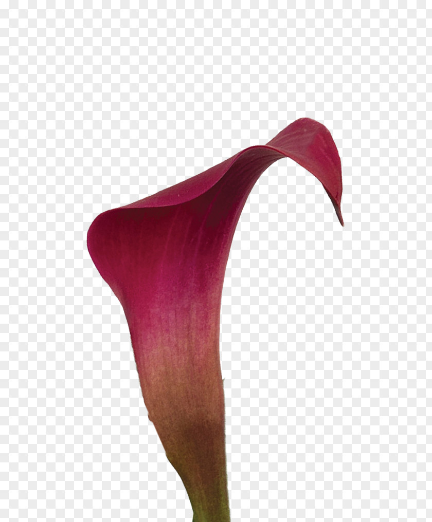 Callalily Arum-lily Flower Magenta Purple Lilium PNG