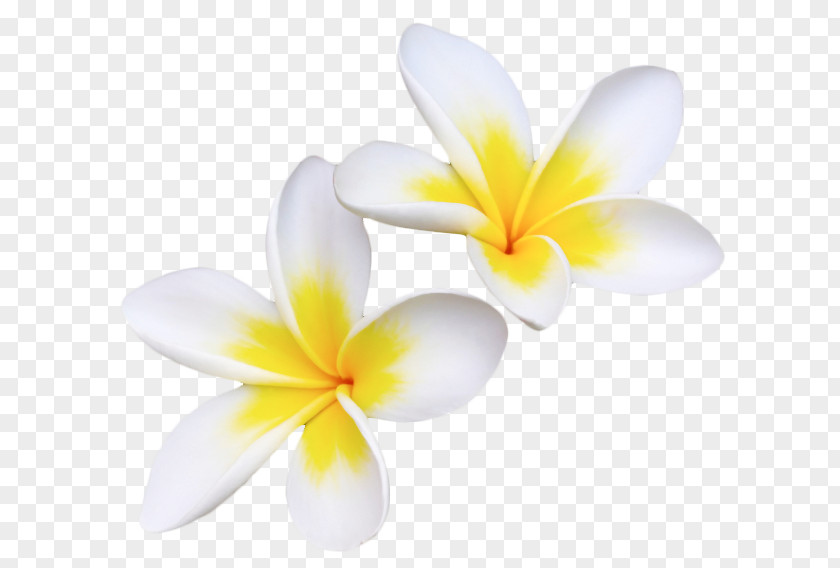 Frangipani Flowering Plant Petal Yellow Desktop Wallpaper PNG