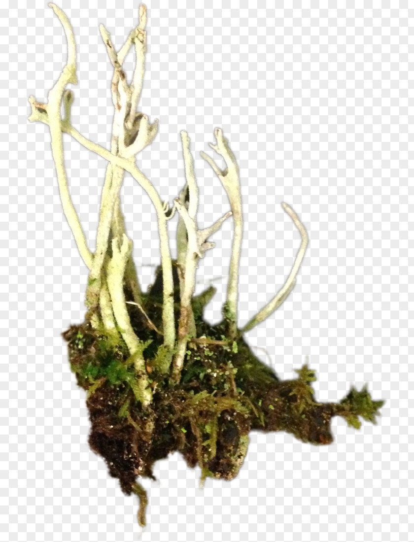 Root Moss Ludum Dare Turmeric Sprite Plant PNG