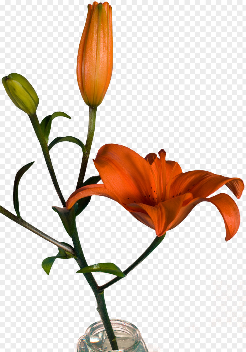 Bercak Filigree Floral Design Vase Cut Flowers PNG