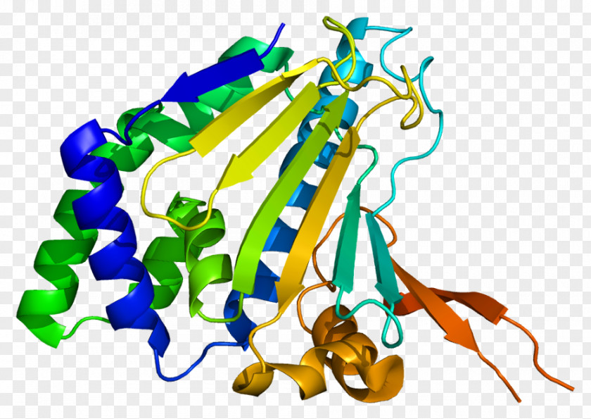 HSP90B1 Heat Shock Protein KDEL Chaperone PNG