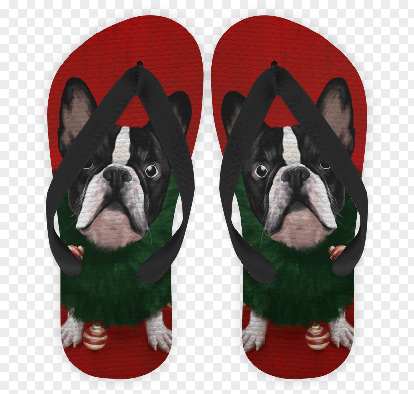 Victer Boston Terrier Dog Breed Non-sporting Group Snout PNG