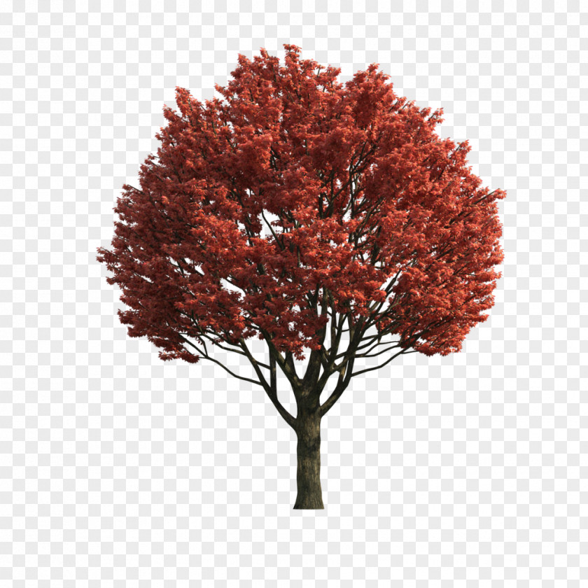 Antique Hand-painted Ornaments Creative Antiquity Decoration Pictures Red Maple Tree Computer File PNG