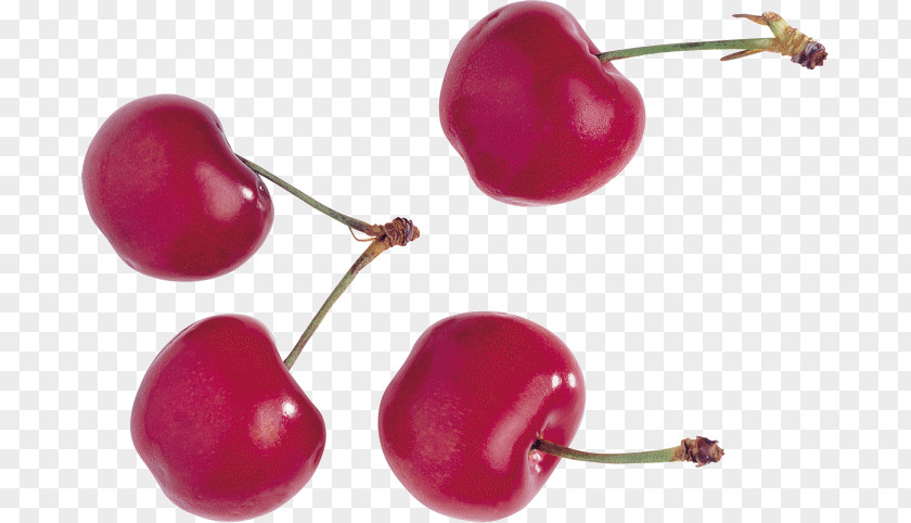 Cherries Cerasus Clip Art JPEG PNG