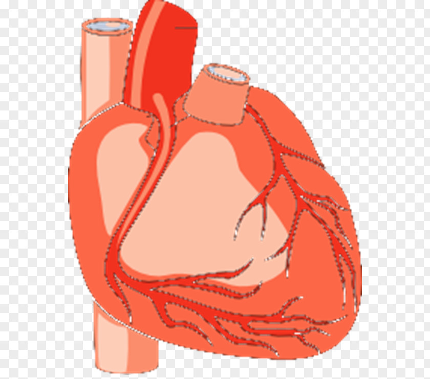 Do Vector Heart Medicine Clip Art PNG