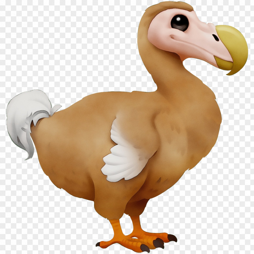 Duck Birds Flightless Bird Beak Water PNG