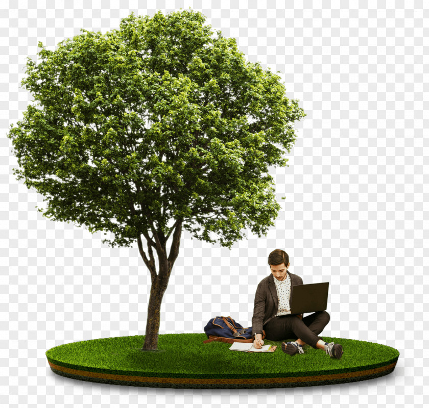 Tree Stock Photography Display Resolution PNG