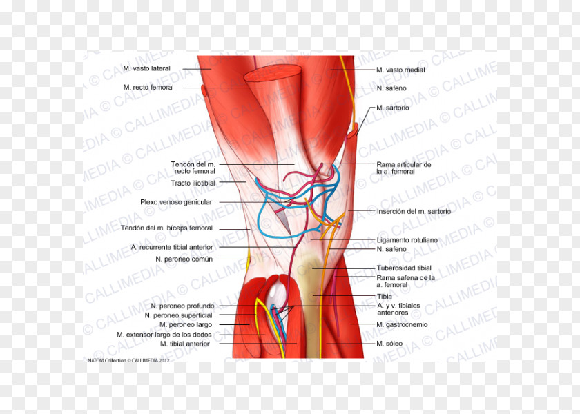 Venas Y Arterias Knee Muscle Nerve Blood Vessel Finger PNG