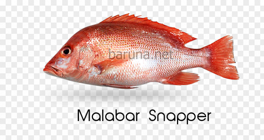 Fish Northern Red Snapper Products Tilapia Oily Perch PNG