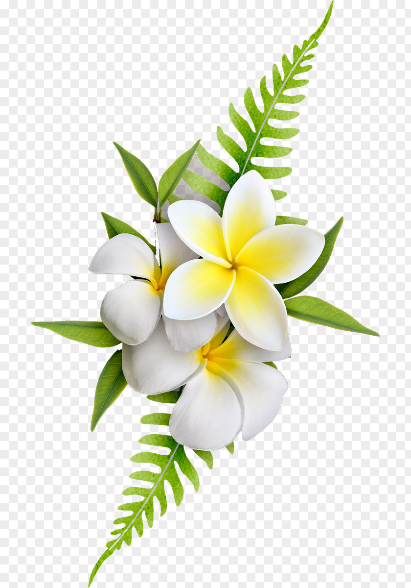 Frangipani Flower Clip Art PNG