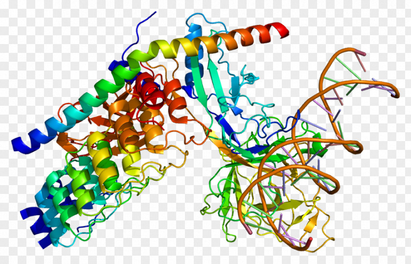 RBPJ Notch Signaling Pathway Protein MAML1 Gene PNG