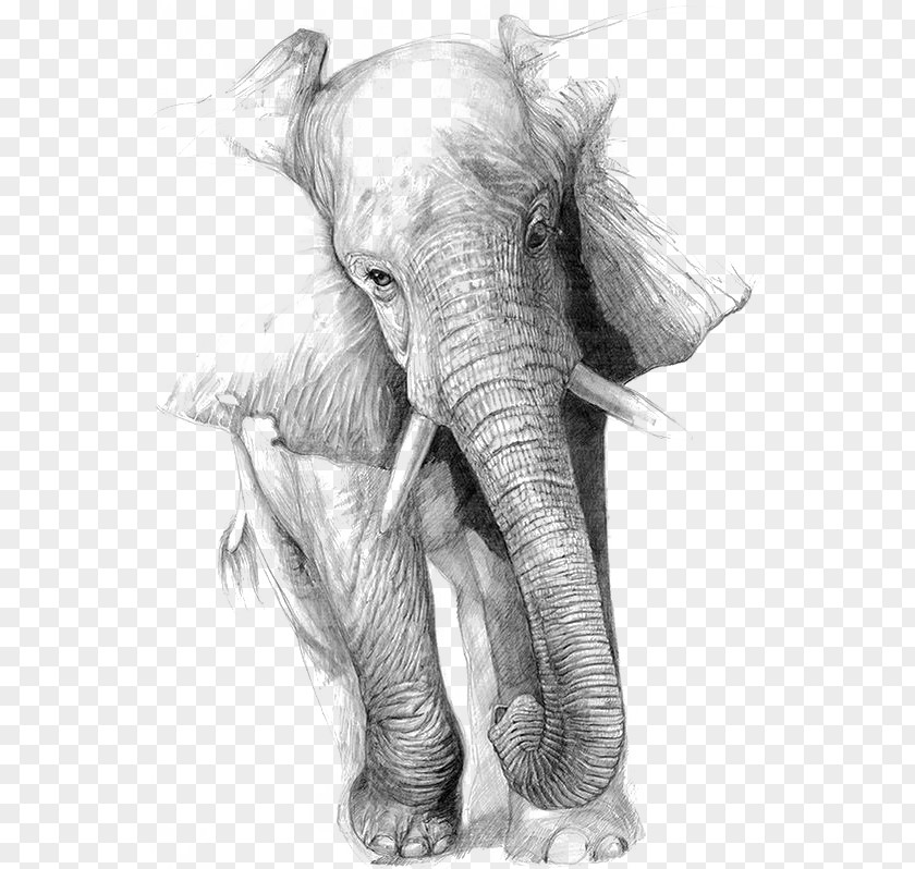 Sketch Of Elephant Drawing Art Pencil PNG
