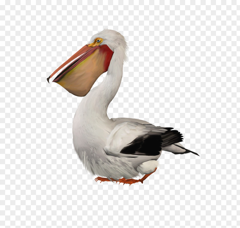 Bird Pelican PNG