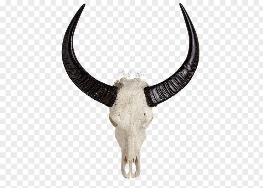 Buffalo Skull Animal Skulls Cattle Horn PNG